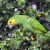 A wild Yellow-shouldered Amazon forages for fruit