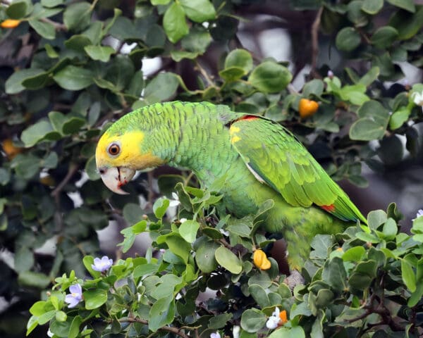 A wild Yellow-shouldered Amazon forages for fruit