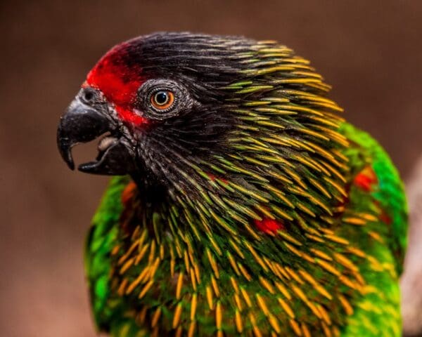 A closeup of a Yellow-streaked Lory