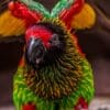 A closeup of a Yellow-streaked Lory