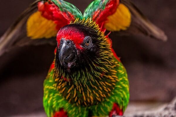 A closeup of a Yellow-streaked Lory