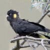 A wild Yellow-tailed Black Cockatoo perches on a branch