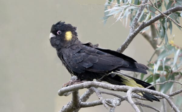A wild Yellow-tailed Black Cockatoo perches on a branch