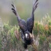 A wild Yellow-tailed Black Cockatoo lifts off
