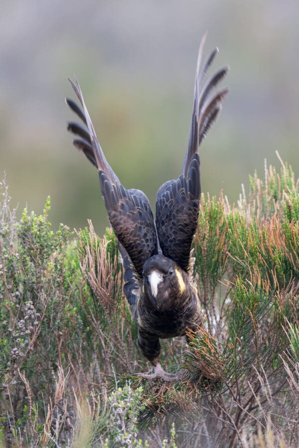 A wild Yellow-tailed Black Cockatoo lifts off