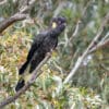A wild Yellow-tailed Black Cockatoo perches in a tree