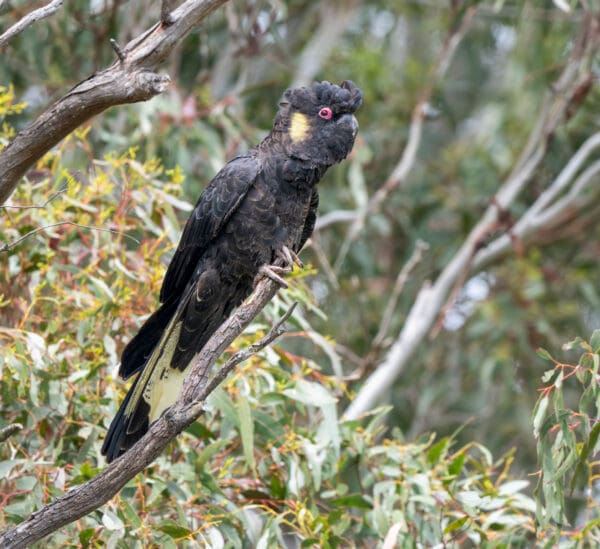 A wild Yellow-tailed Black Cockatoo perches in a tree