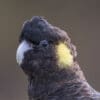 A closeup of a wild Yellow-tailed Black Cockatoo