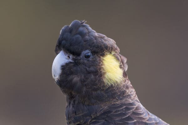 A closeup of a wild Yellow-tailed Black Cockatoo