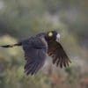 A wild Yellow-tailed Black Cockatoo in flight