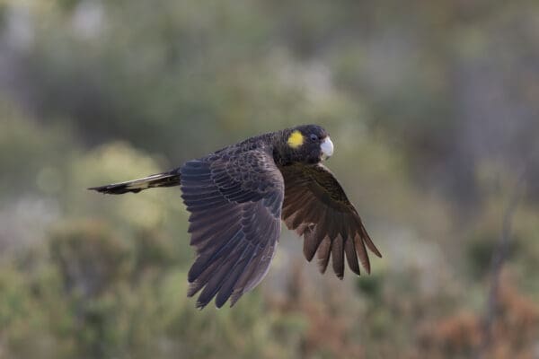 A wild Yellow-tailed Black Cockatoo in flight