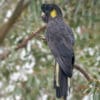 A wild Yellow-tailed Black Cockatoo perches in a tree