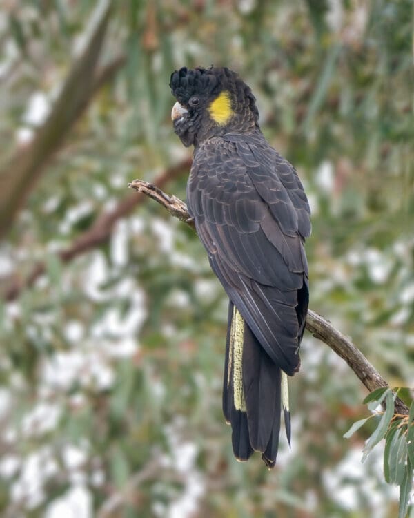A wild Yellow-tailed Black Cockatoo perches in a tree