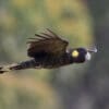 A wild Yellow-tailed Black Cockatoo in flight