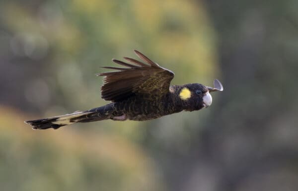 A wild Yellow-tailed Black Cockatoo in flight