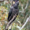 A wild Yellow-tailed Black Cockatoo perches in a tree