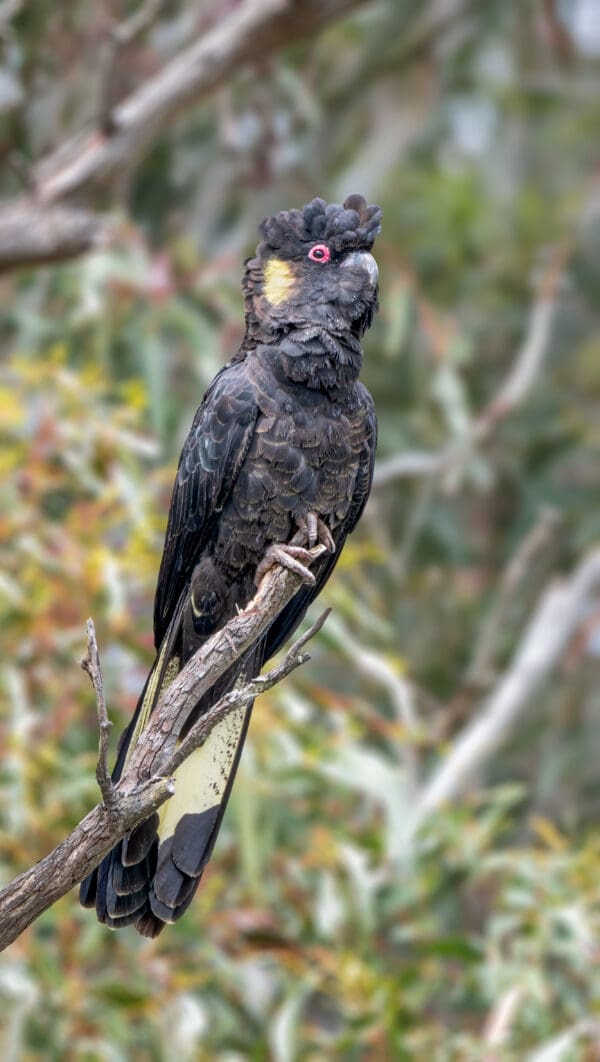 A wild Yellow-tailed Black Cockatoo perches in a tree