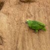 A wild Yellow-crowned Amazon takes soils at a clay lick