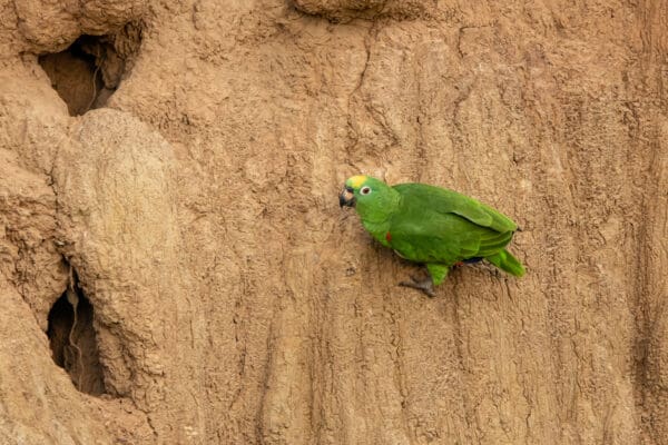 A wild Yellow-crowned Amazon takes soils at a clay lick