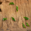 Wild Yellow-shouldered Amazons take soils at a clay lick