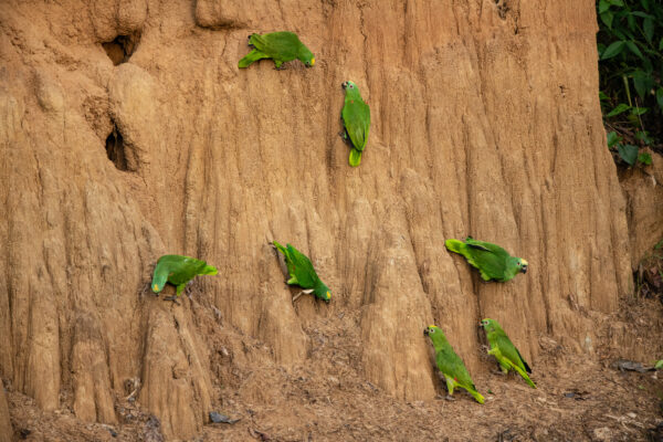 Wild Yellow-shouldered Amazons take soils at a clay lick