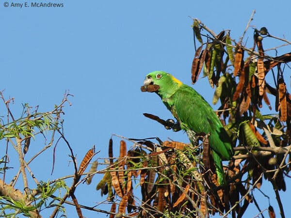 Yellow-naped Amazons: Research and Nest Protection