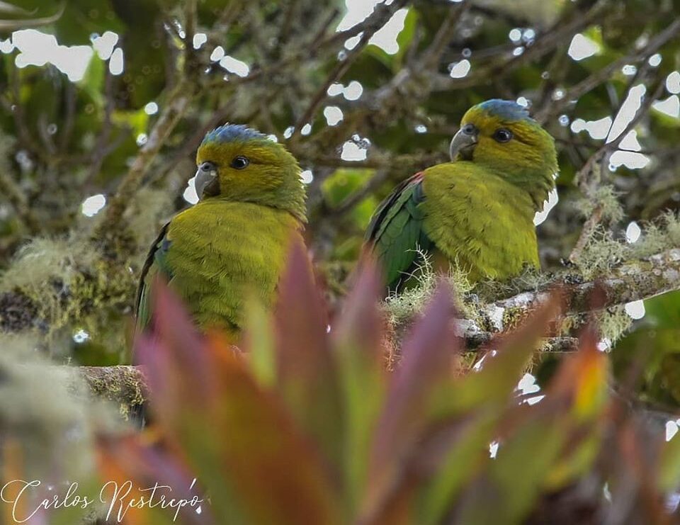 Indigo-winged Parrot Research and Conservation