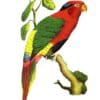 An illustration depicts Josephine's Lorikeet