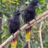 Black Lories perch on a branch