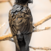 A Black Lory perches on a branch