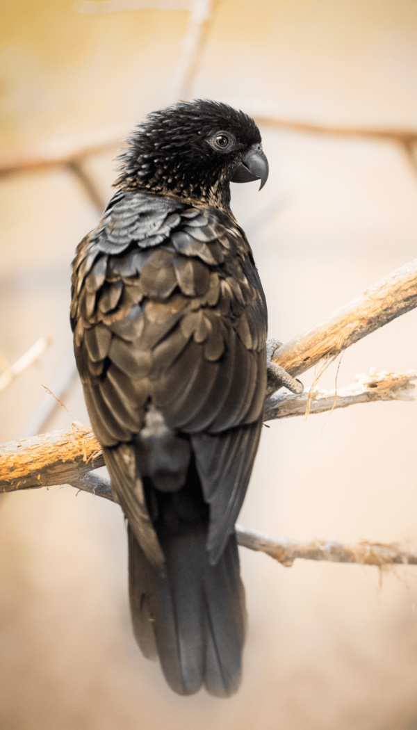 A Black Lory perches on a branch
