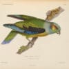 An illustration depicts a Black-winged Parrot perched on a branch