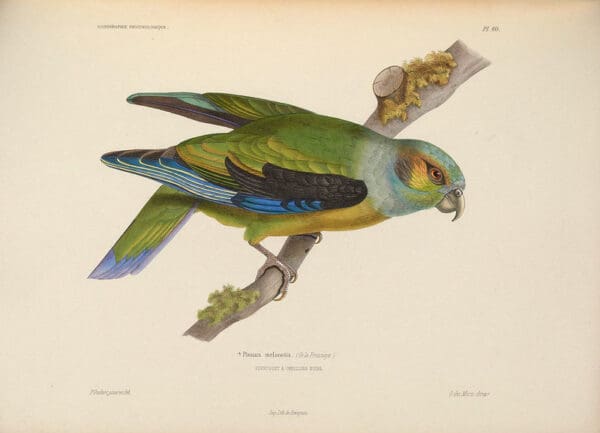 An illustration depicts a Black-winged Parrot perched on a branch