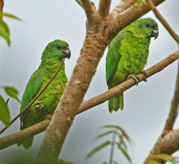 Wild Black-billed Amazons perch in a tree