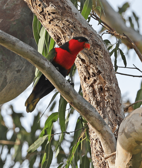 A wild Black-capped Lory perches on a limb