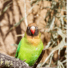 A wild Black-cheeked Lovebird perches in a tree