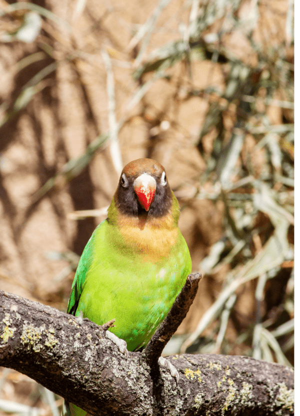 A wild Black-cheeked Lovebird perches in a tree