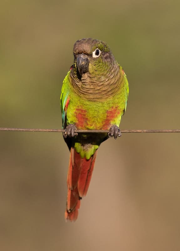 A wild Blaze-winged Conure perches on a wire