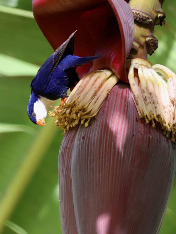 A wild Blue Lorikeet forages on a banana blossom