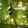 Wild Blue Lorikeets perch in the canopy