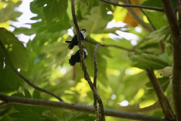 Wild Blue Lorikeets perch in the canopy