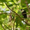 A wild Blue Lorikeet perches in the canopy