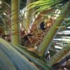 Wild Blue Lorikeets forage for food