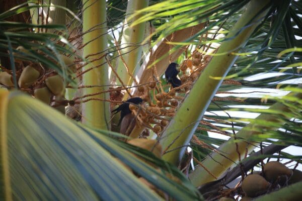 Wild Blue Lorikeets forage for food
