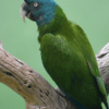 A Blue-headed Macaw perches on a limb