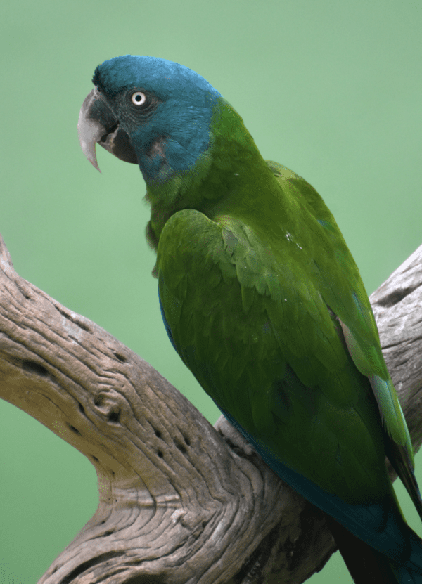 A Blue-headed Macaw perches on a limb