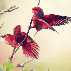 Wild Blue-streaked Lories interact