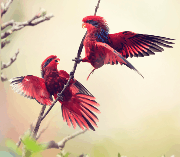 Wild Blue-streaked Lories interact