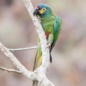 A wild Blue-winged Macaw climbs on a branch