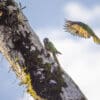 Wild Blue-winged Macaws land on a tree trunk